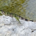 iguana_green_tf_gc_h_0035_cay0952.jpg